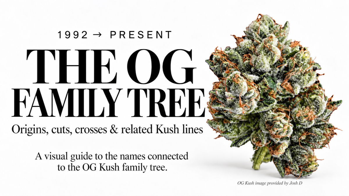 THE OG FAMILY TREE