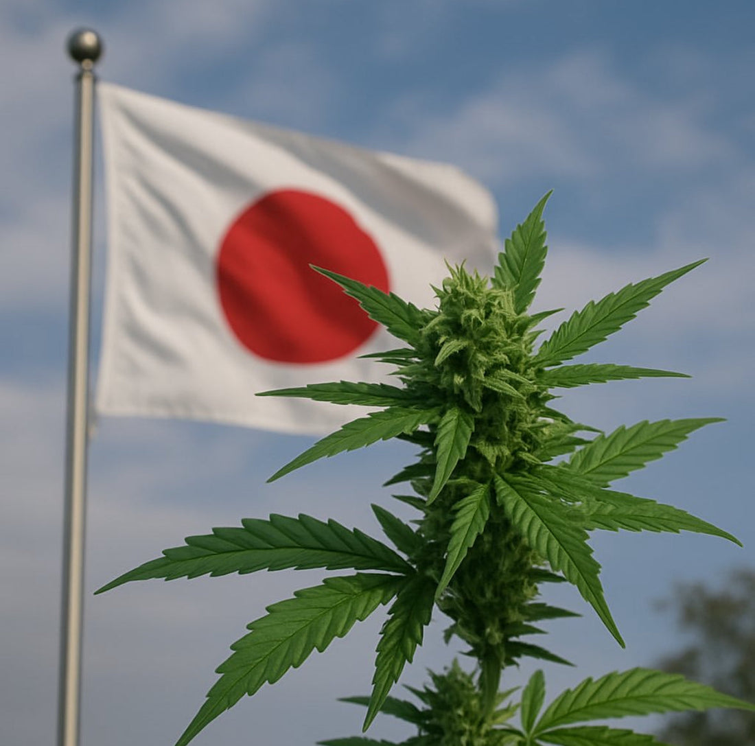 FROM ROPE TO RITUAL: CANNABIS IN ANCIENT JAPAN