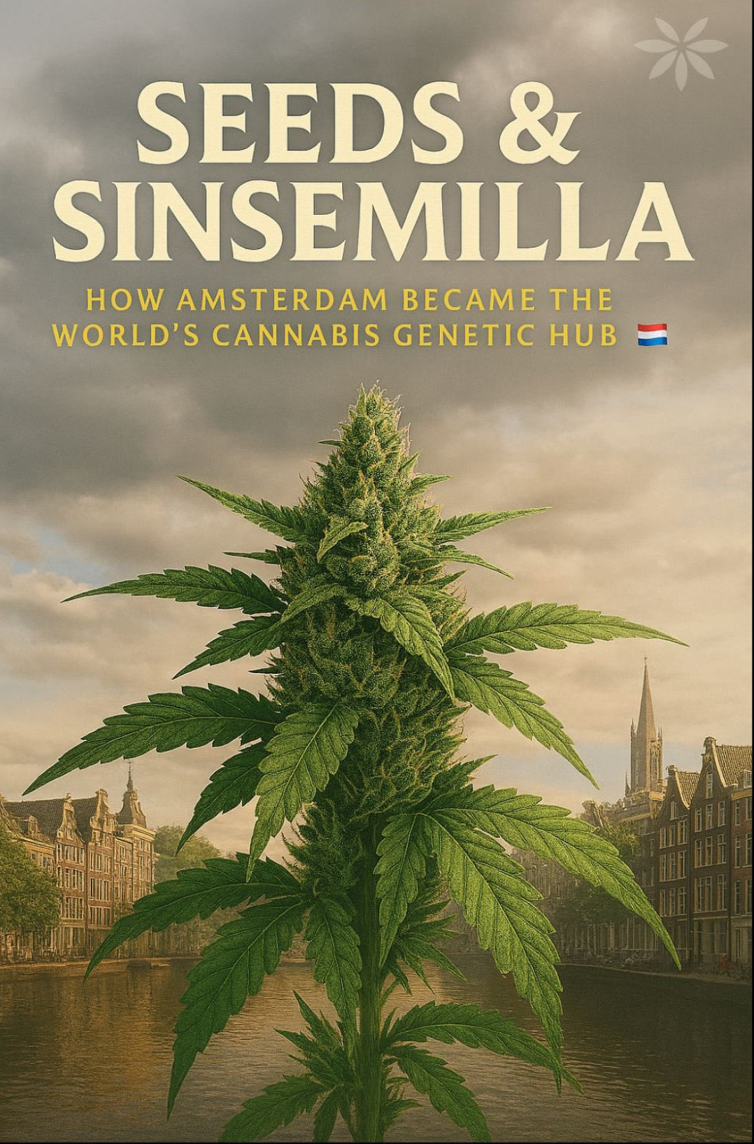 SEEDS AND SINSEMILLA: HOW AMSTERDAM BECAME THE WORLD’S CANNABIS GENETIC HUB