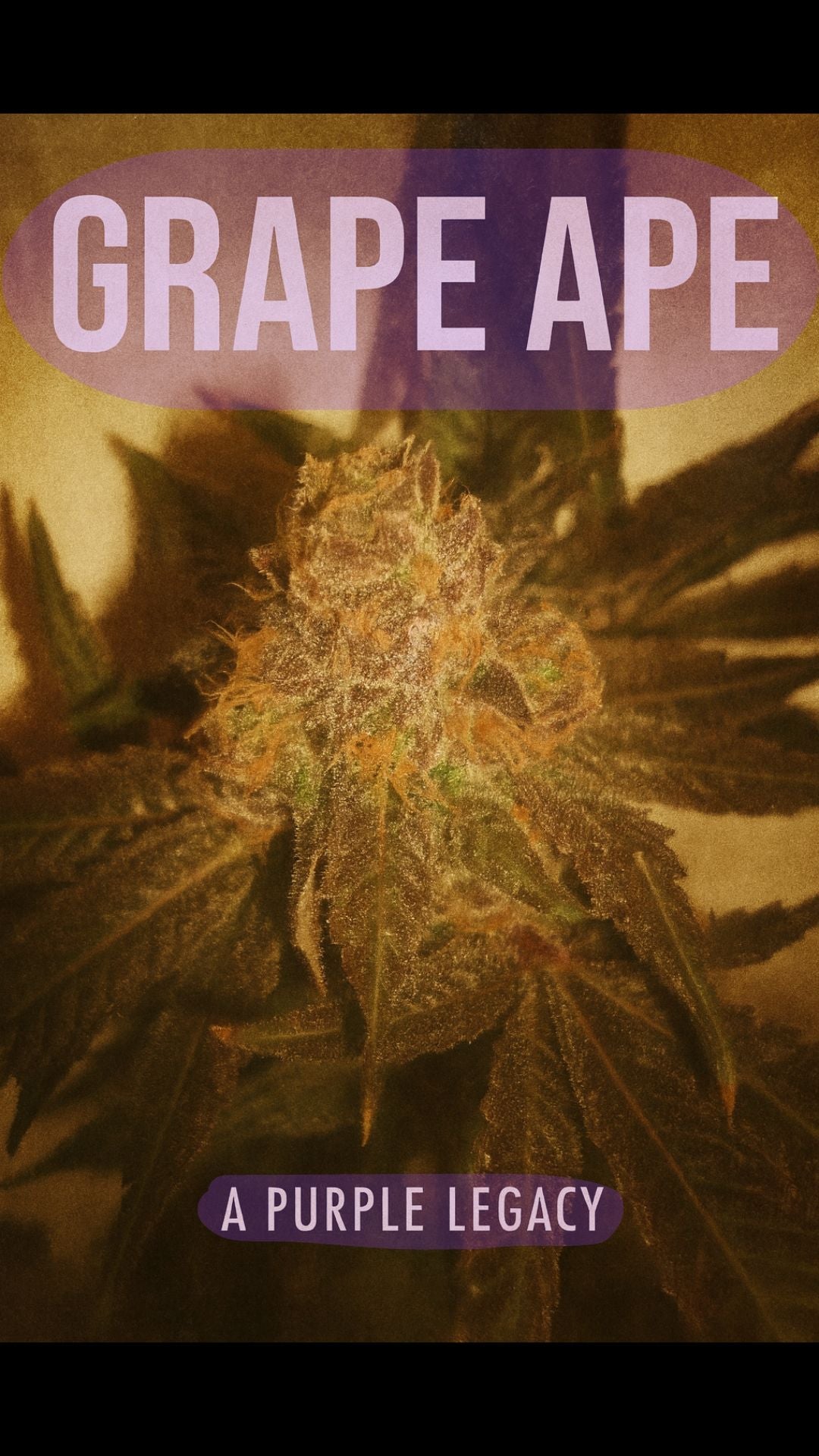 Grape Ape: A Purple Legacy